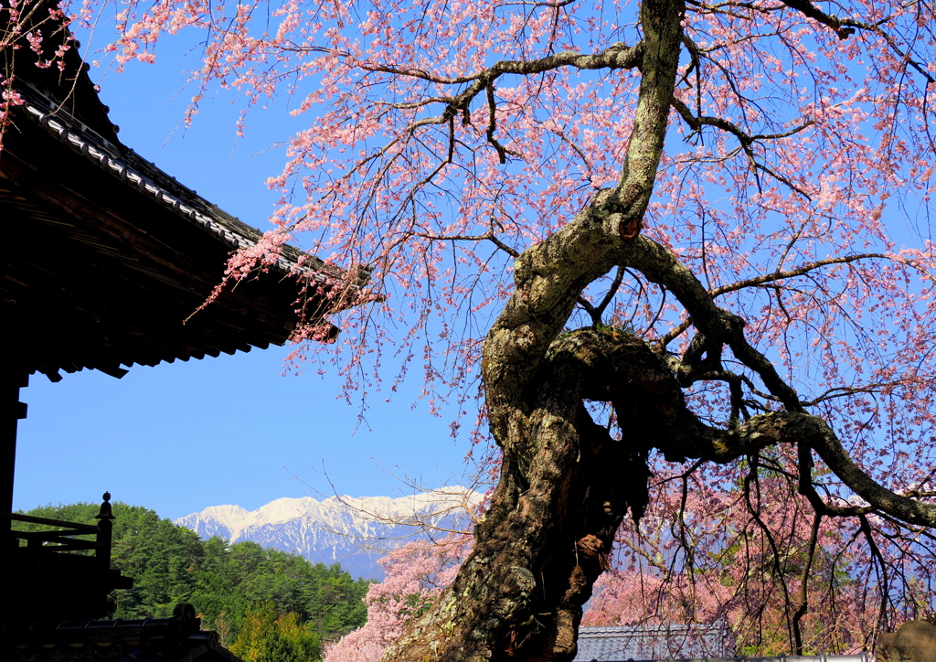 蔵沢寺のしだれ桜①