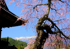 蔵沢寺のしだれ桜①