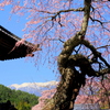 蔵沢寺のしだれ桜①