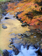 黄金色に輝く水面①