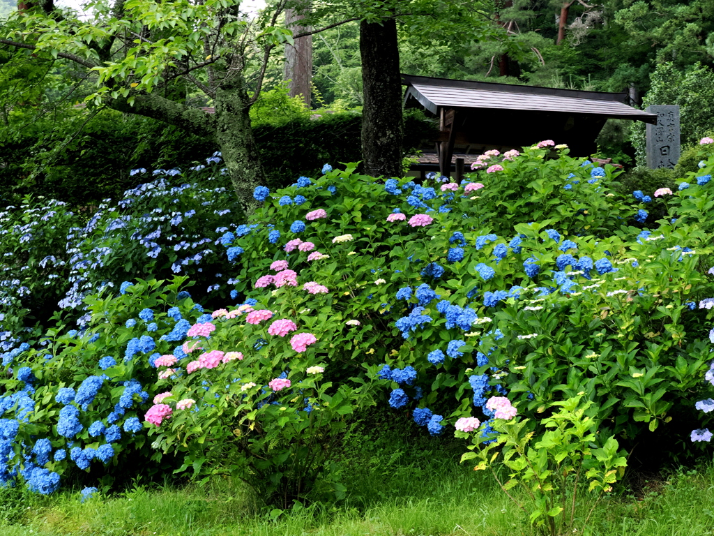 日輪寺の紫陽花①