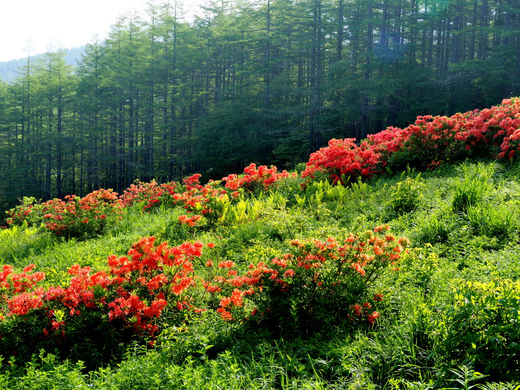 入笠山を彩るレンゲツツジ③