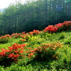 入笠山を彩るレンゲツツジ③