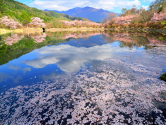 鳩ヶ池の花筏