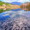 鳩ヶ池の花筏