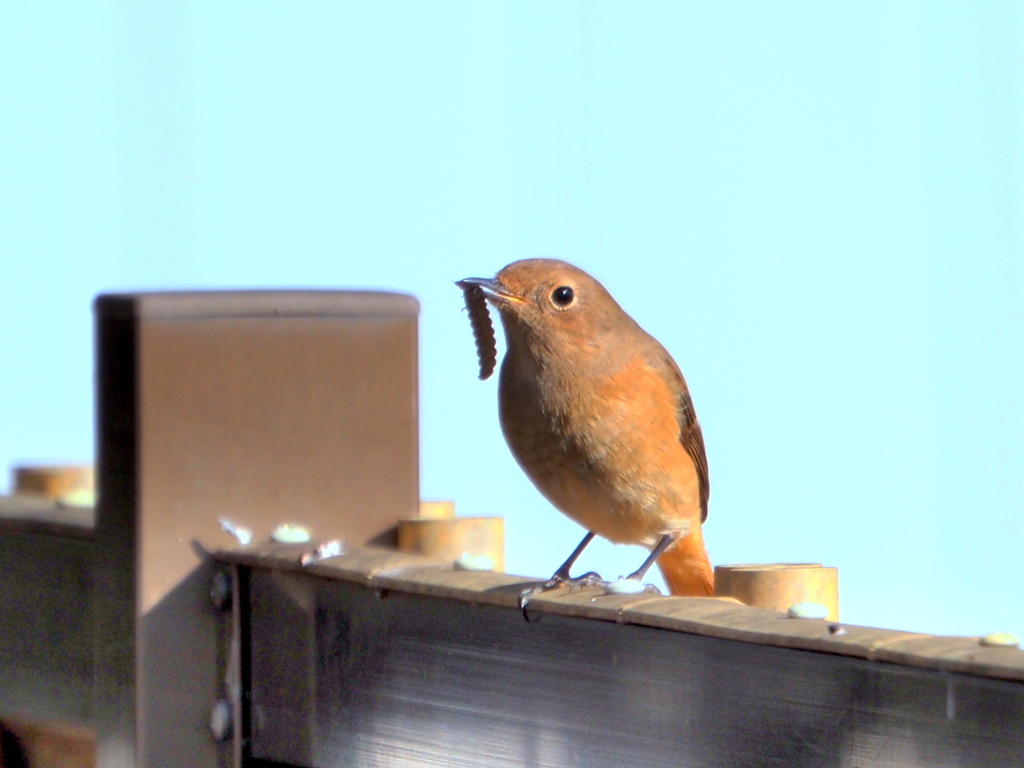 たまには動物性タンパクでスタミナ作り