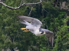 隼の飛び出し②