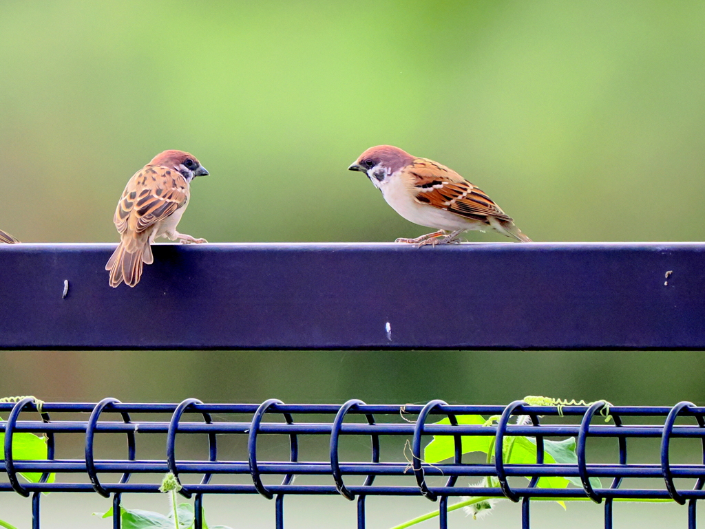ねえねえ僕の悩み聞いてくれる？
