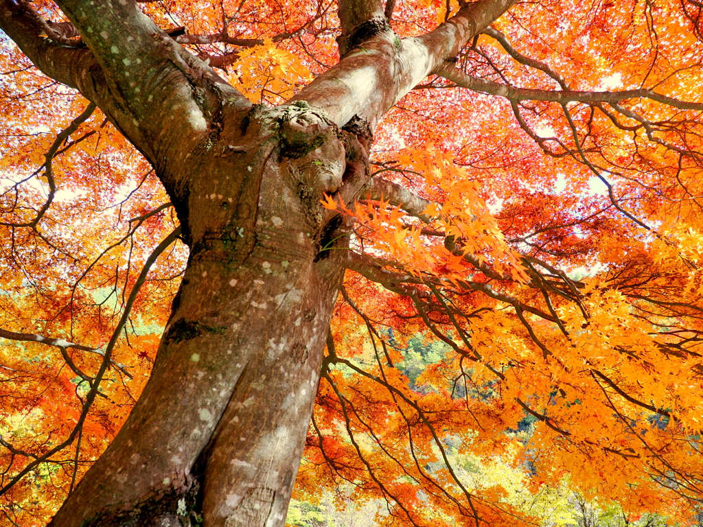 もみじ湖の黄葉②