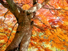 もみじ湖の黄葉②