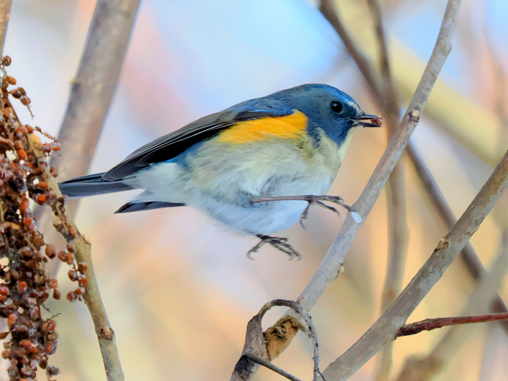 ルリ君ご馳走見つけた③