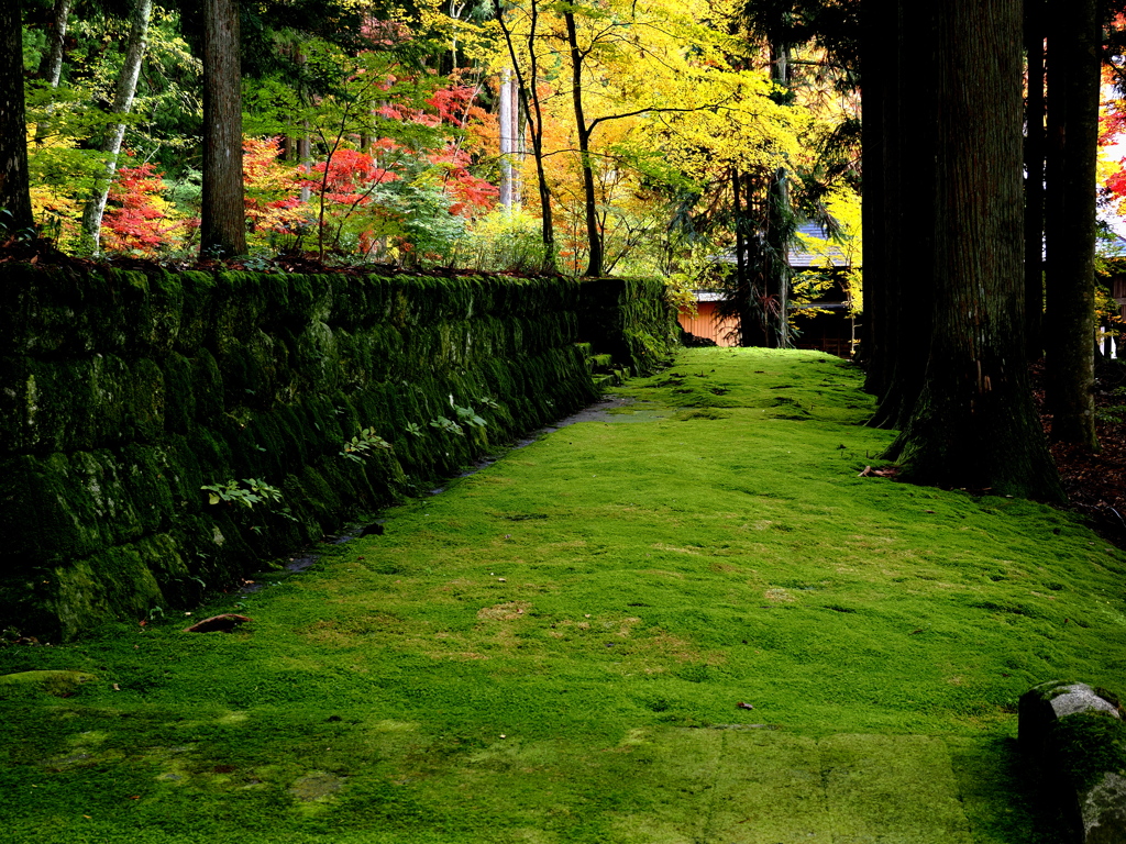 晩秋の光前寺苔の古道