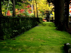 晩秋の光前寺苔の古道