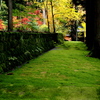 晩秋の光前寺苔の古道