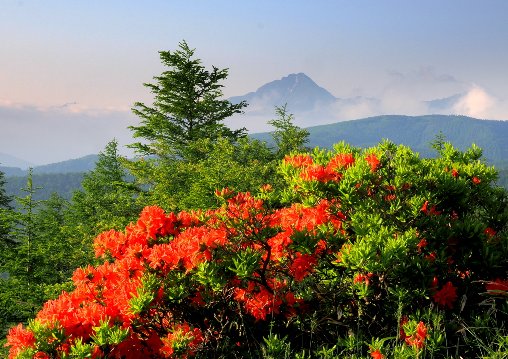 入笠山を彩るレンゲツツジ①