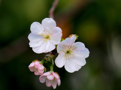 ひっそりと咲く十月桜
