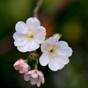 ひっそりと咲く十月桜