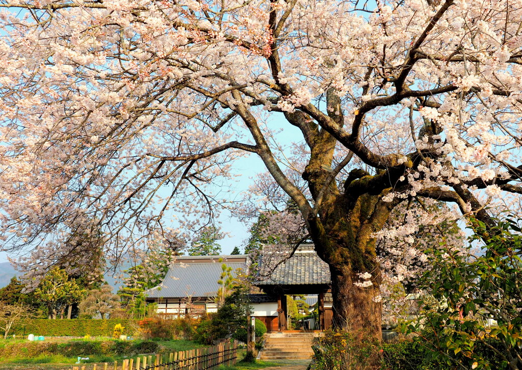 松源寺の門前桜