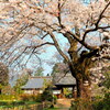 松源寺の門前桜