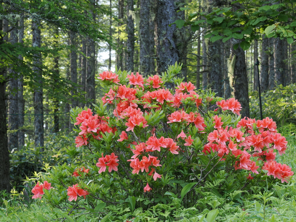 入笠山を彩るレンゲツツジ④