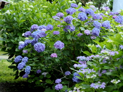 見頃迎えた紫陽花➀