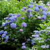見頃迎えた紫陽花➀