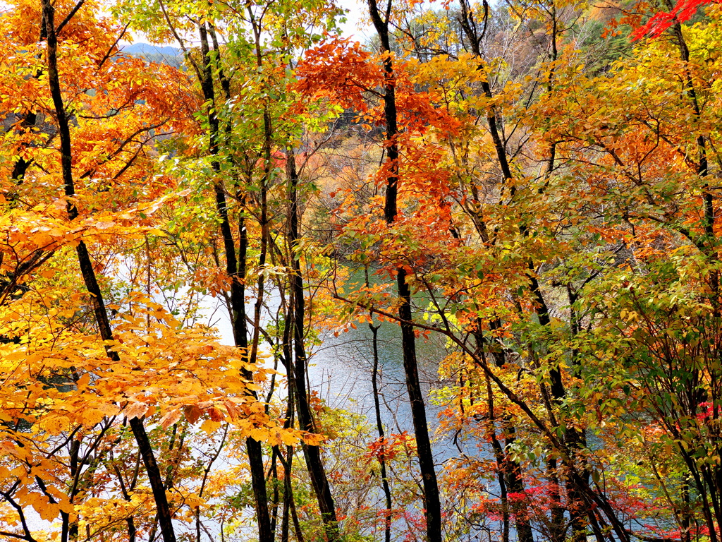 もみじ湖の黄葉➀