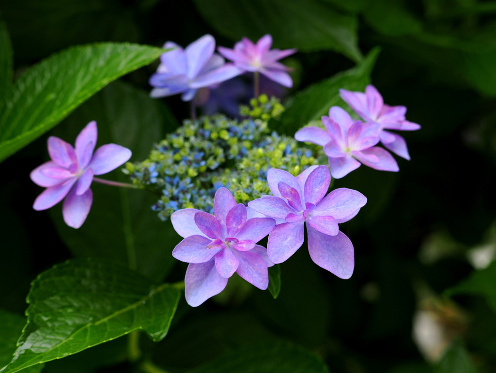 見頃迎えた紫陽花②