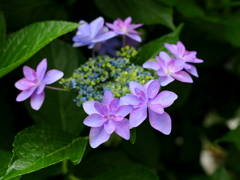 見頃迎えた紫陽花②