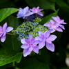 見頃迎えた紫陽花②