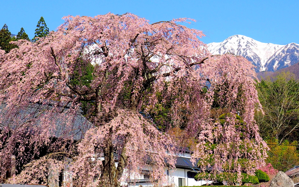 光前寺山門の枝垂れ桜