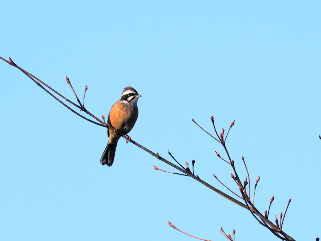 ホウジロの唄が聞こえる