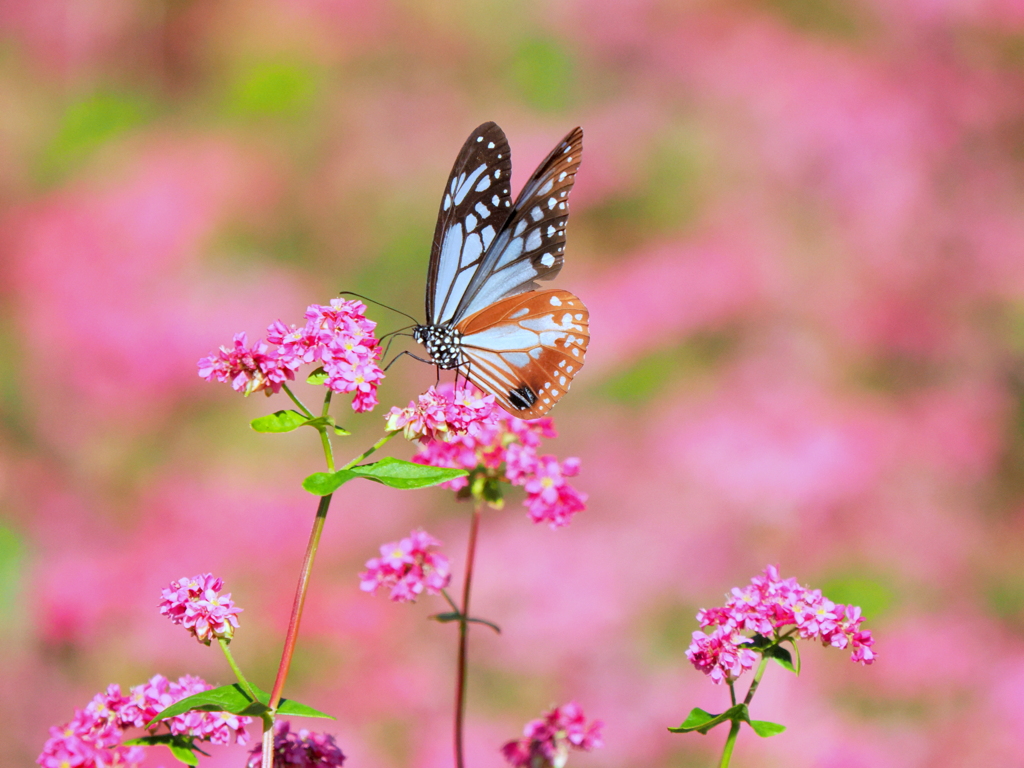 赤そばの蜜のお味は？