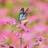 赤そばの蜜のお味は？