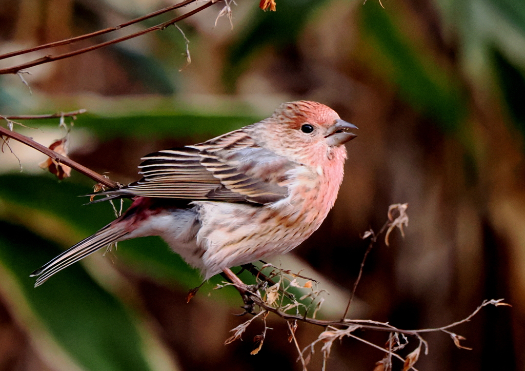 2年ぶりのオオマシコさん②