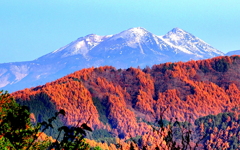 雪化粧の乗鞍岳と落葉松の黄葉