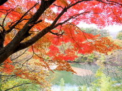 もみじ湖の紅葉①