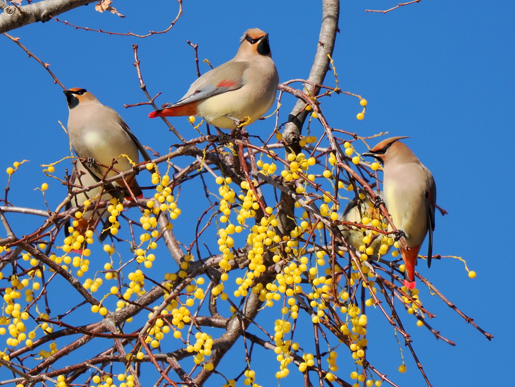 ヒレンジャク（お食事中）
