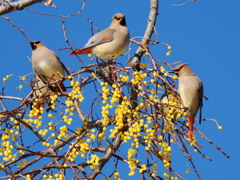 ヒレンジャク（お食事中）