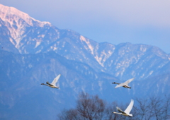 白鳥舞う安曇野②