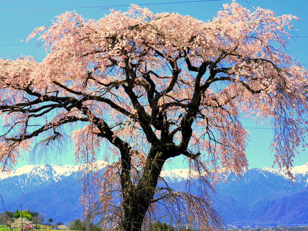 名も無き桜