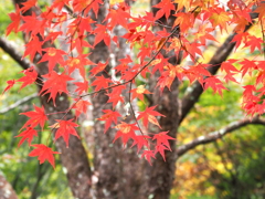 もみじ湖の紅葉②