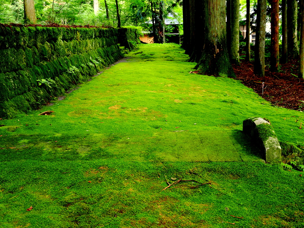 光前寺の苔の古道