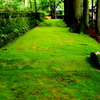 光前寺の苔の古道