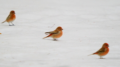 雪道もみんなで渡れば怖くない