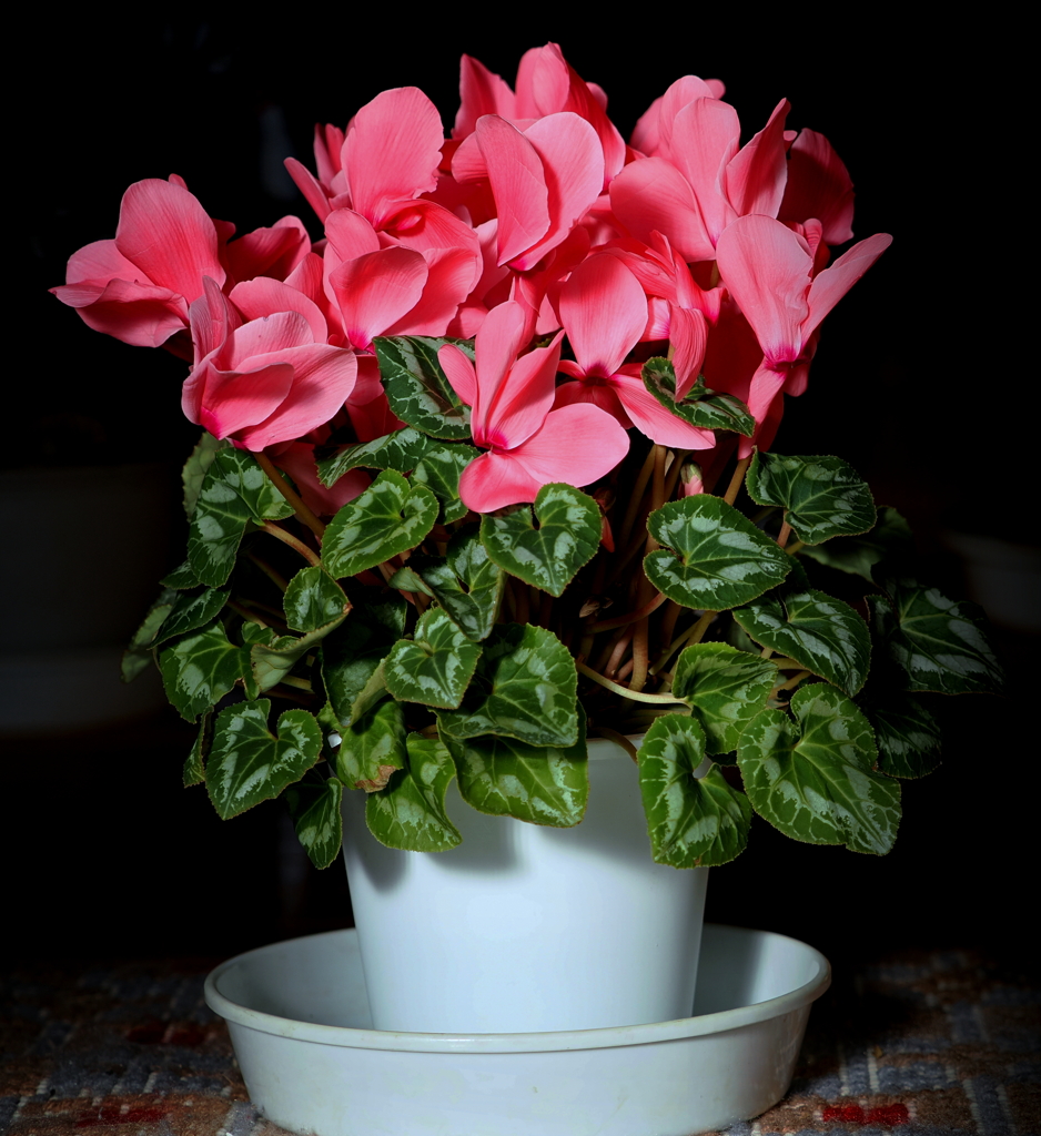 我が家のシクラメン