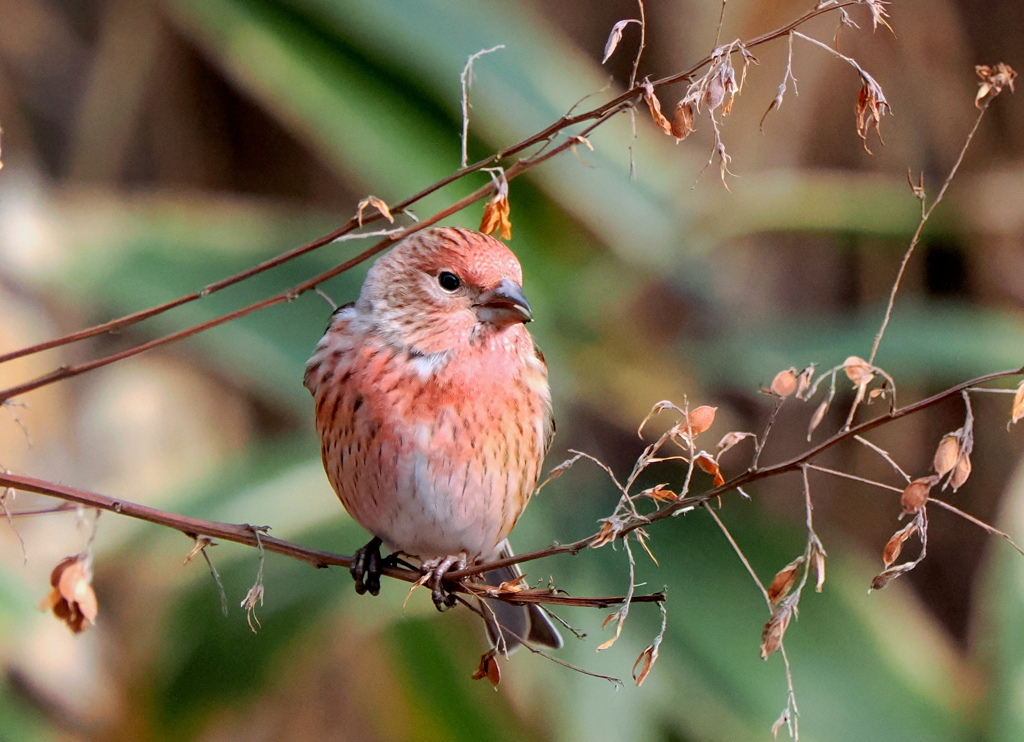 2年ぶりのオオマシコさん①
