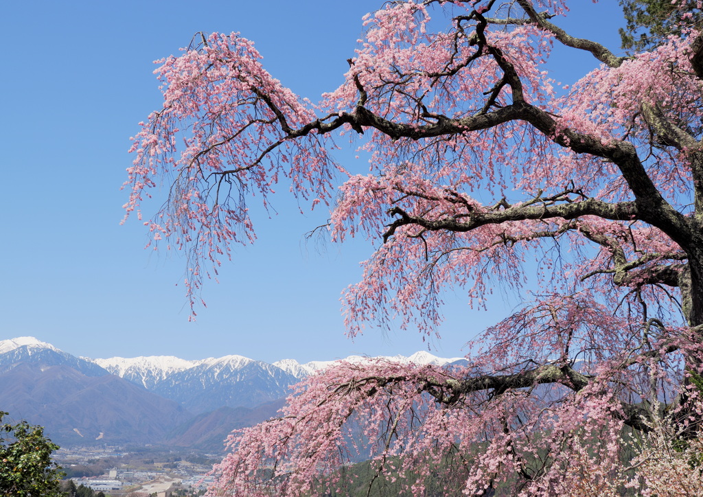 栖林寺の枝垂れ桜