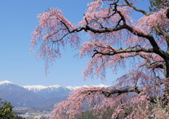 栖林寺の枝垂れ桜
