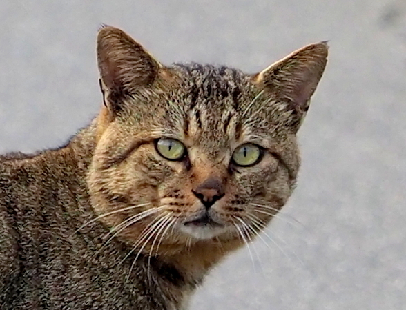 吾輩は猫である